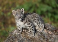 Snow leopard cub Royalty Free Stock Photo