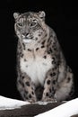 A snow leopard on a dark background sits and proudly looks ahead Royalty Free Stock Photo