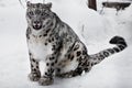 A snow leopard on a dark background sits and proudly looks ahead Royalty Free Stock Photo
