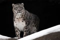 A snow leopard on a dark background sits and proudly looks ahead Royalty Free Stock Photo