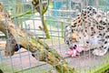 snow leopard is eating meat in zoo or nature centre