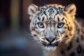 snow leopard eyes glowing in dusk light