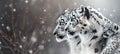 Snow leopard father and cub portrait with ample space on the left for text placement Royalty Free Stock Photo