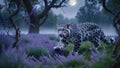 Majestic Snow Leopard Prowling Through Lavender Field Under Moonlight Royalty Free Stock Photo