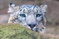A snow leopard, head