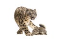 Snow leopard with her cubs, Panthera uncia Royalty Free Stock Photo