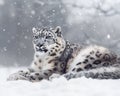 Snow Leopard from himalaya