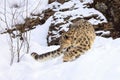 Snow leopard on hunt Royalty Free Stock Photo