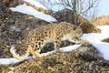 Snow leopard on hunt Royalty Free Stock Photo