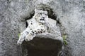 Snow leopard irbis Royalty Free Stock Photo