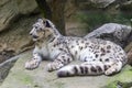 Snow leopard, Irbis lying on a rock Royalty Free Stock Photo