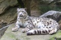 Snow leopard, Irbis lying on a rock Royalty Free Stock Photo