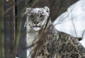 Snow Leopard Irbis Panthera uncia leopard looking ahead in zoo Royalty Free Stock Photo