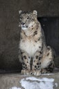 Snow Leopard Irbis Panthera uncia leopard looking ahead in zoo Royalty Free Stock Photo