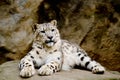 Snow Leopard Irbis (Panthera uncia) looking ahead Royalty Free Stock Photo