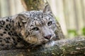 Snow leopard - Irbis Panthera uncia Royalty Free Stock Photo