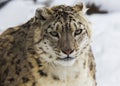 Snow leopard, irbis Royalty Free Stock Photo