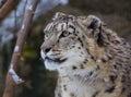 Snow leopard, irbis Royalty Free Stock Photo