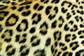 Snow Leopard Irbis skin texture Royalty Free Stock Photo