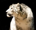 Snow leopard - isolated