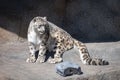 Snow Leopard in its outdoor exhibit and Brookfield Zoo