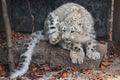 Snow leopard juvenile