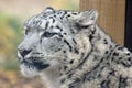 Snow Leopard