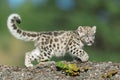 Snow Leopard Kitten Royalty Free Stock Photo