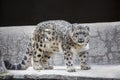 Snow leopard.