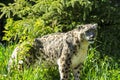 Snow leopard lat. unica unica Royalty Free Stock Photo