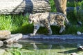 Snow leopard lat. unica unica Royalty Free Stock Photo