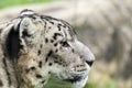 Snow leopard lat. unica unica Royalty Free Stock Photo