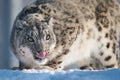 Snow Leopard Licking Lips After Snack