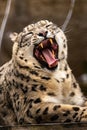 A snow leopard lies in a cage in a zoo with its teeth bared. IRBIS.