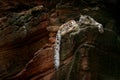 Snow leopard with long tail in the daRK rock mountain, Hemis National Park, Kashmir, India. Wildlife scene from Asia. Beautiful bi Royalty Free Stock Photo