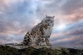 Snow leopard with long taill, sitting in nature stone rocky mountain habitat, Spiti Valley, Himalayas in India. Snow leopard Royalty Free Stock Photo