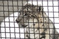 Snow leopard looking bored at the zoo grid Royalty Free Stock Photo