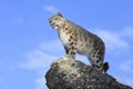 Snow Leopard Looking off Mountain