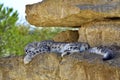 Snow leopard lying on rock Royalty Free Stock Photo