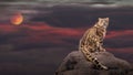 Snow leopard in moon light Royalty Free Stock Photo