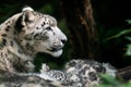 Snow leopard mother with cub.