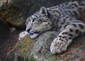 Snow leopard mother takes a rest