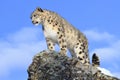 Snow Leopard on Mountain Ridge Royalty Free Stock Photo