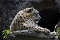 Snow leopard near the cave 2 Royalty Free Stock Photo