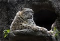 Snow leopard near the cave 1 Royalty Free Stock Photo