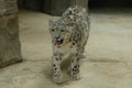 Snow Leopard at Northumberland Zoo