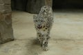 Snow Leopard at Northumberland Zoo