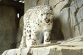 Snow Leopard at Northumberland Zoo
