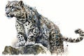 Snow Leopard Painting watercolor , Watercolor Painting Artwork.