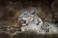 Snow leopard with open muzzle mouth with teeth, sitting in the nature stone rocky mountain habitat, Spiti Valley, Himalayas in